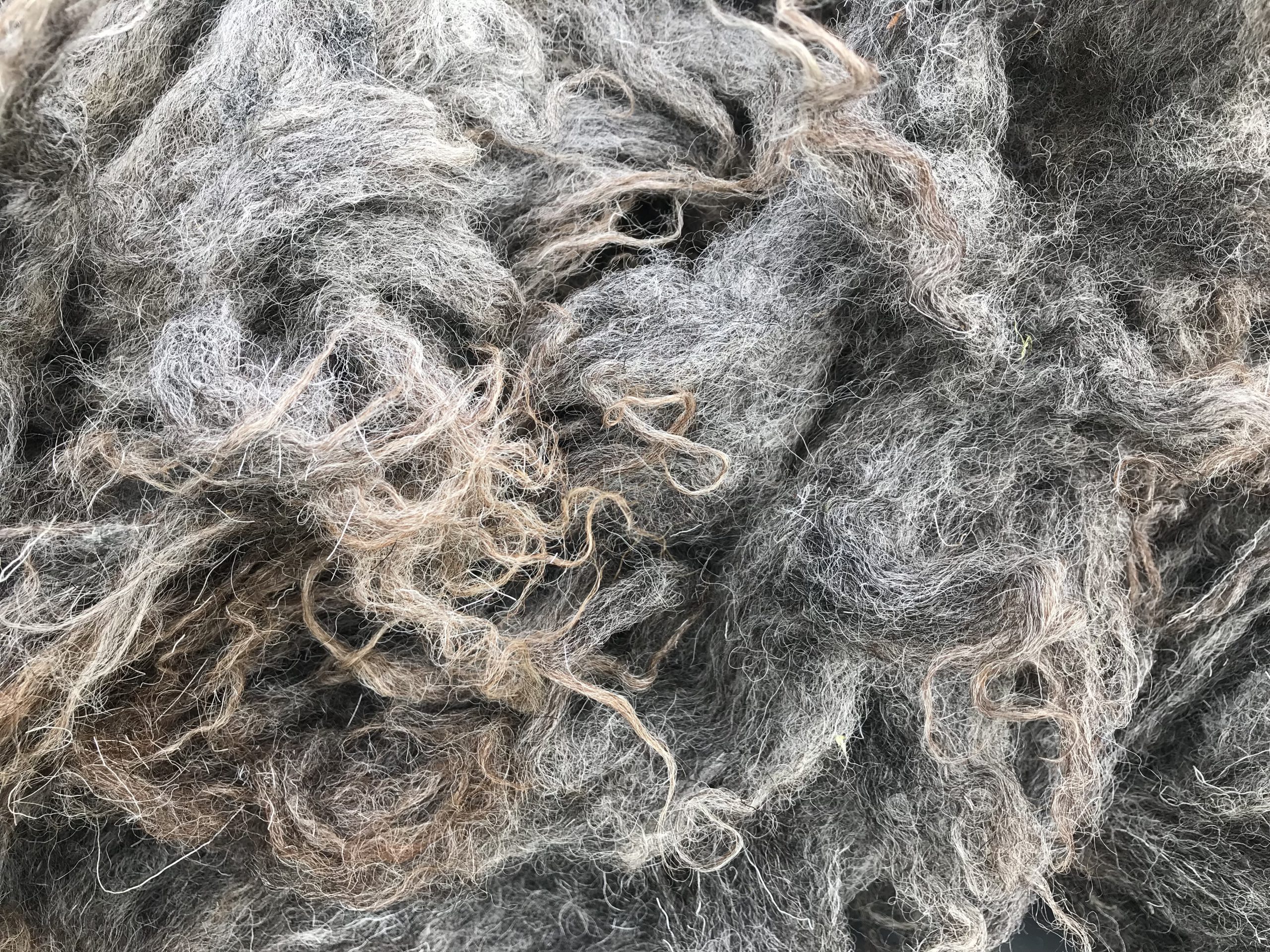 sheep wool