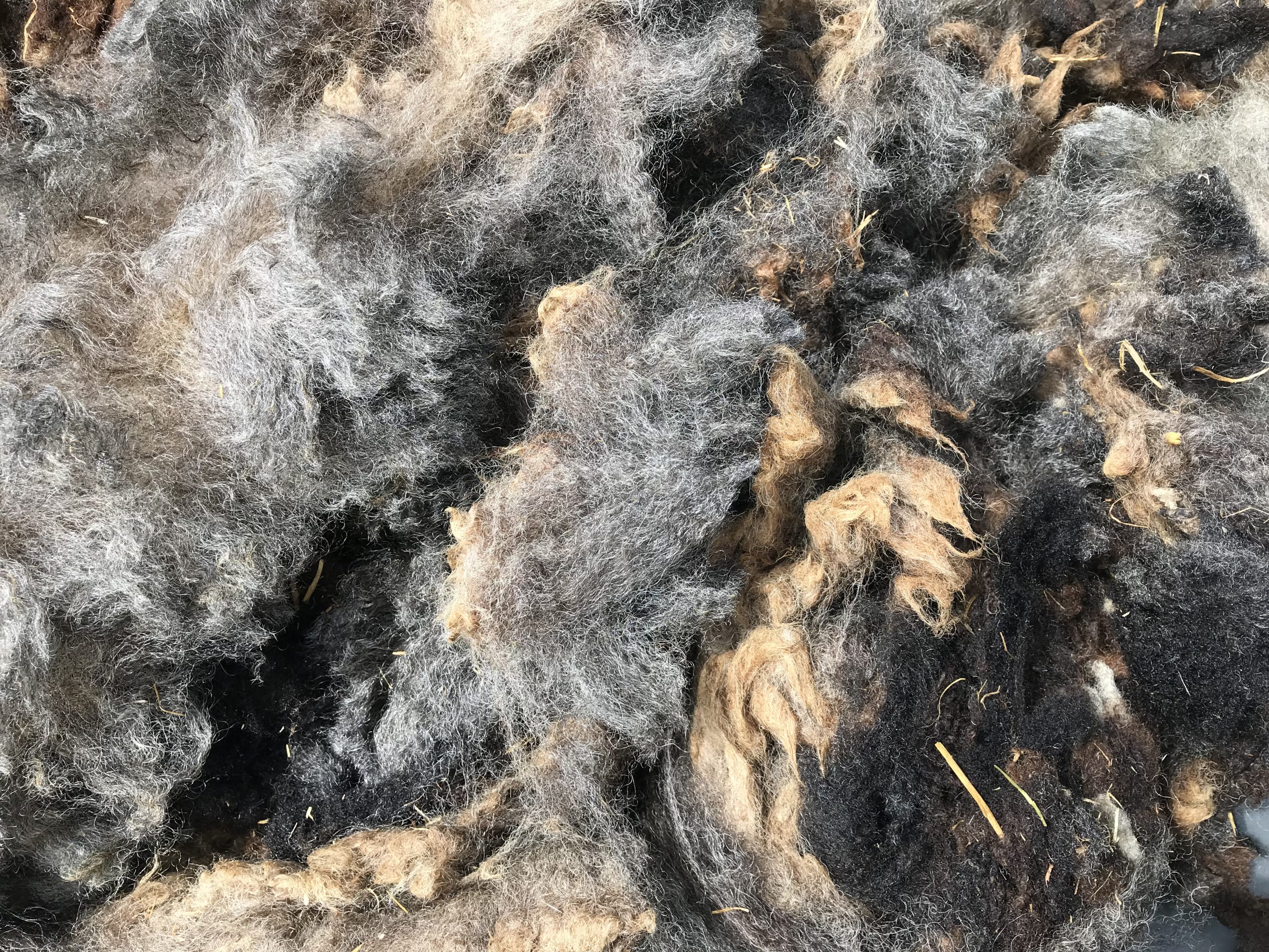 sheep wool