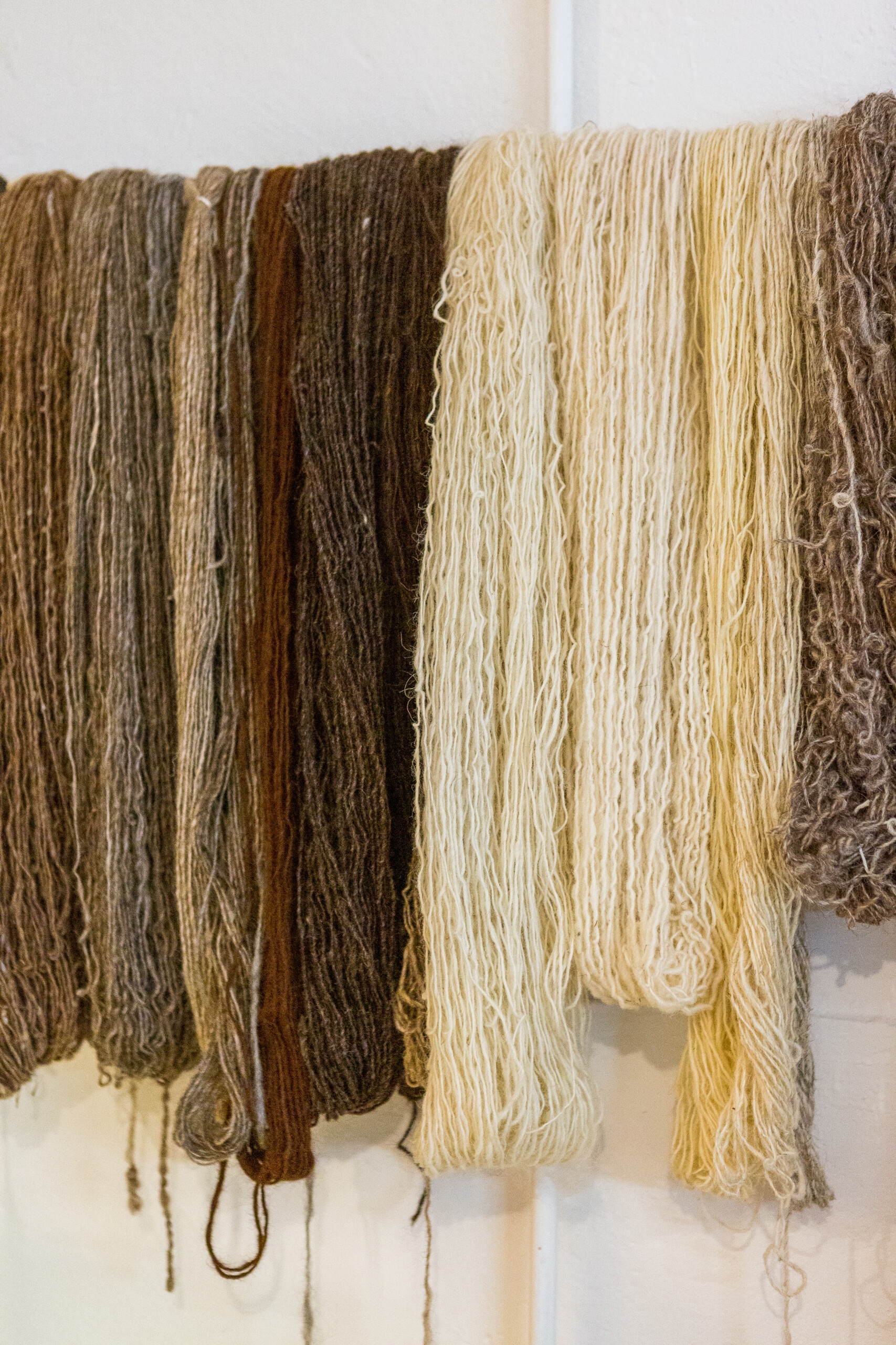 sheep wool